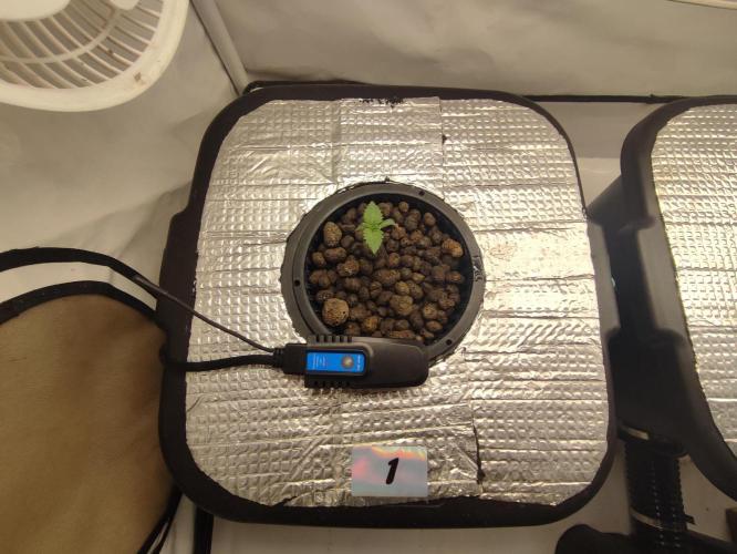 GMSDSP - New Money - RDWC. Week 1 - Tag 8