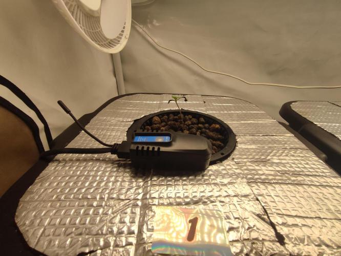 GMSDSP - New Money - RDWC. Week 1 - Tag 8