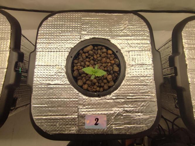 GMSDSP - New Money - RDWC. Week 1 - Tag 8