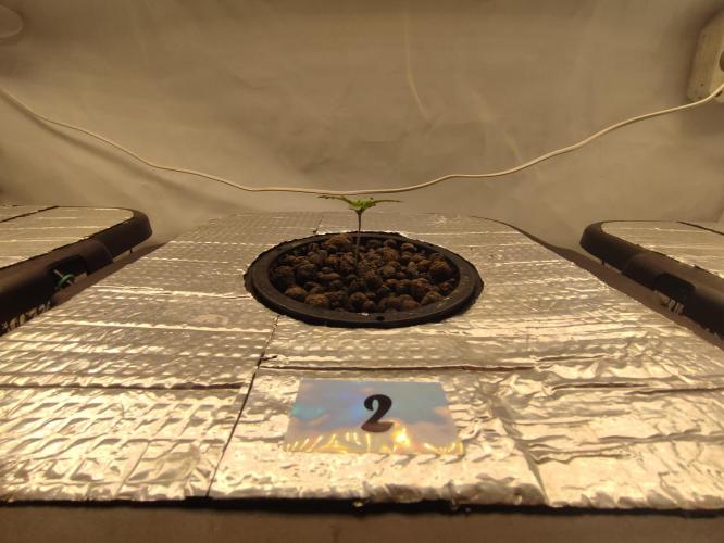 GMSDSP - New Money - RDWC. Week 1 - Tag 8