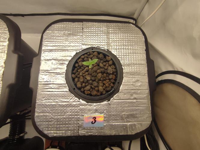 GMSDSP - New Money - RDWC. Week 1 - Tag 8