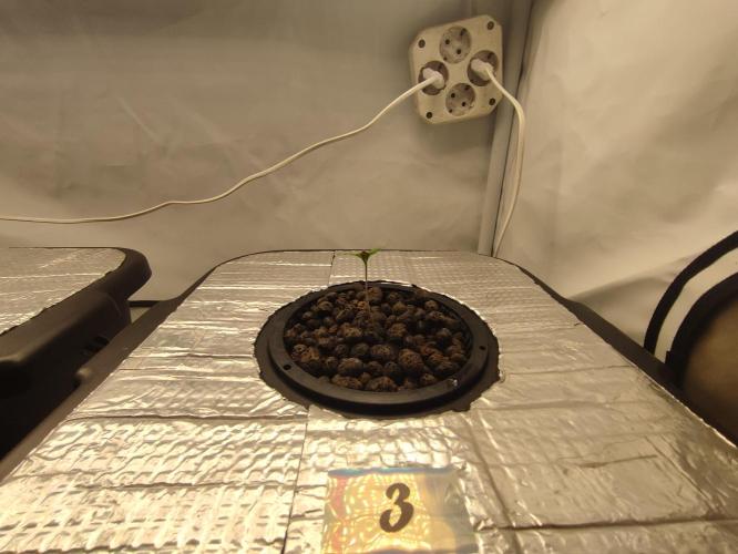 GMSDSP - New Money - RDWC. Week 1 - Tag 8