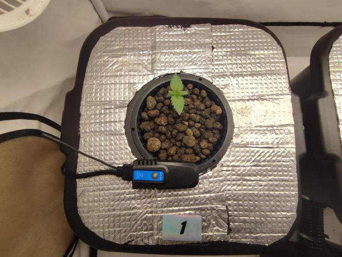 GSDS - New Money - RDWC. Week 1 - Tag 10