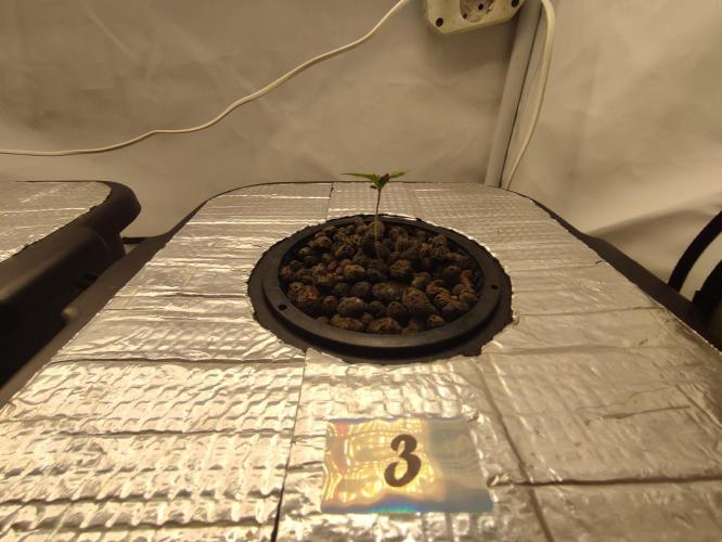 GSDS - New Money - RDWC. Week 1 - Tag 10