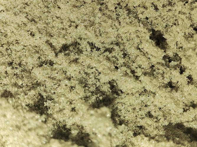 DWC - Papaya Stank. Week 17