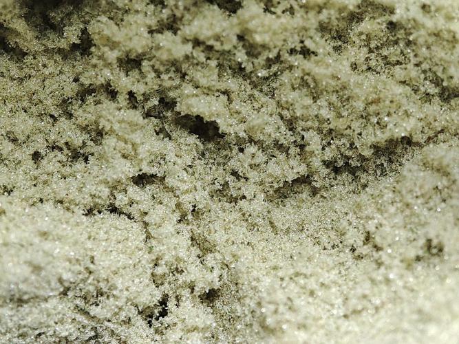 DWC - Papaya Stank. Week 17