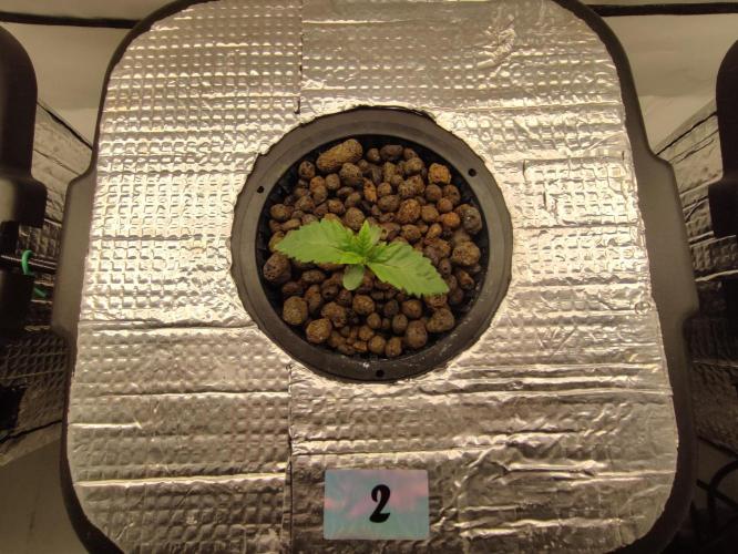 GSDS - New Money - RDWC. Week 1 - Tag 11