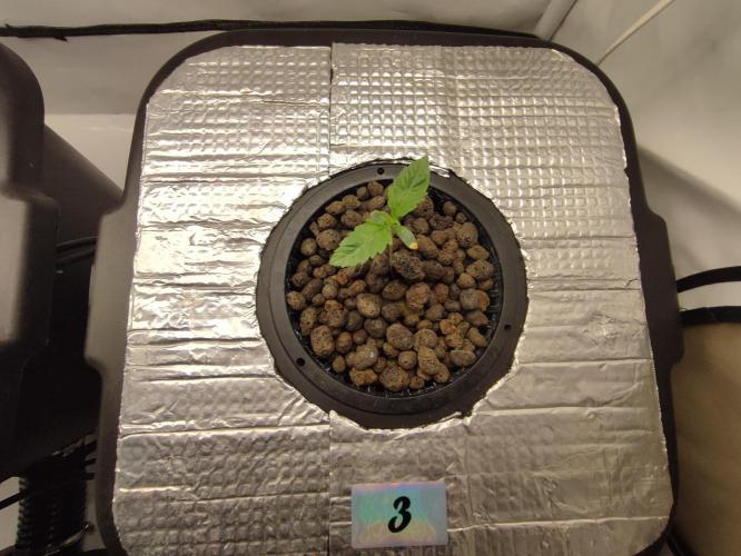 GSDS - New Money - RDWC. Week 1 - Tag 11