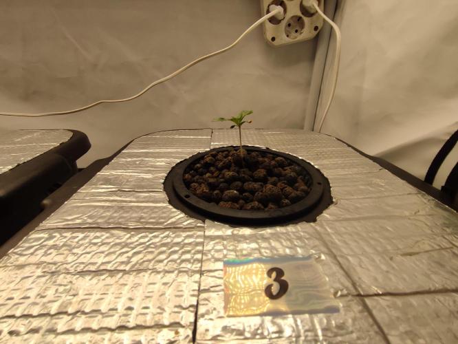 GSDS - New Money - RDWC. Week 1 - Tag 11