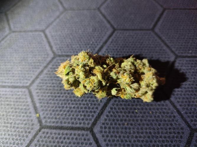 DWC - Papaya Stank. Week 17