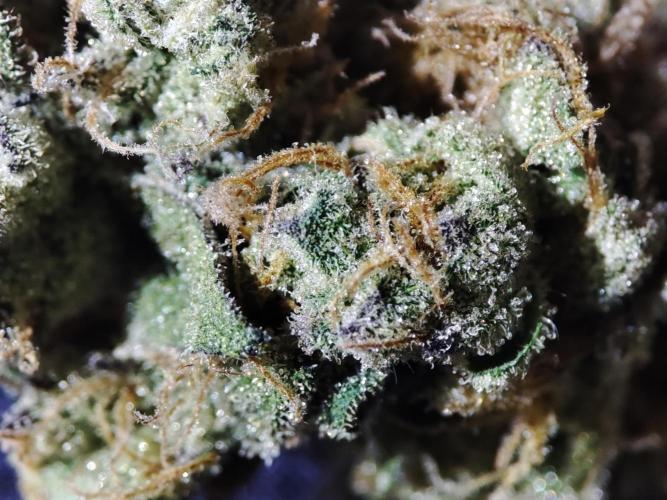 DWC - Papaya Stank. Week 17