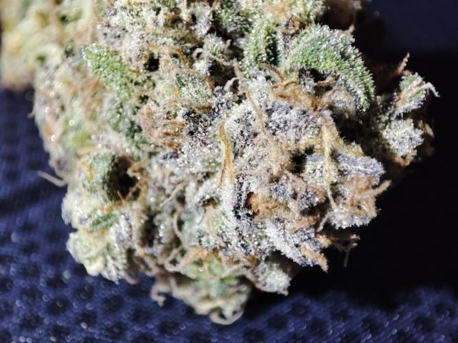 DWC - Papaya Stank. Week 17