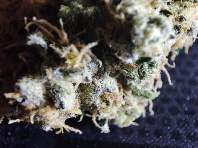 DWC - Papaya Stank. Week 17