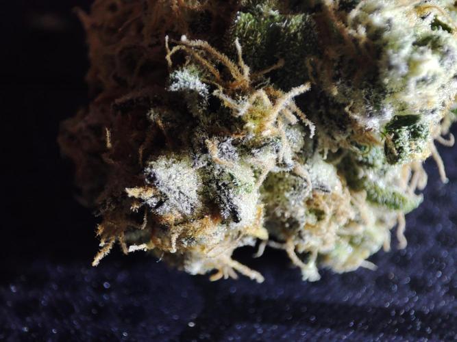 DWC - Papaya Stank. Week 17