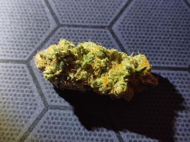 DWC - Papaya Stank. Week 17