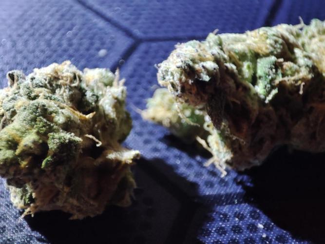 DWC - Papaya Stank. Week 17