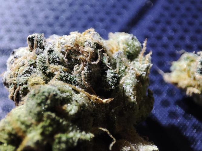 DWC - Papaya Stank. Week 17