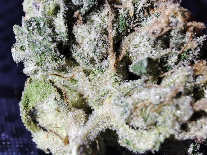 DWC - Papaya Stank. Week 17