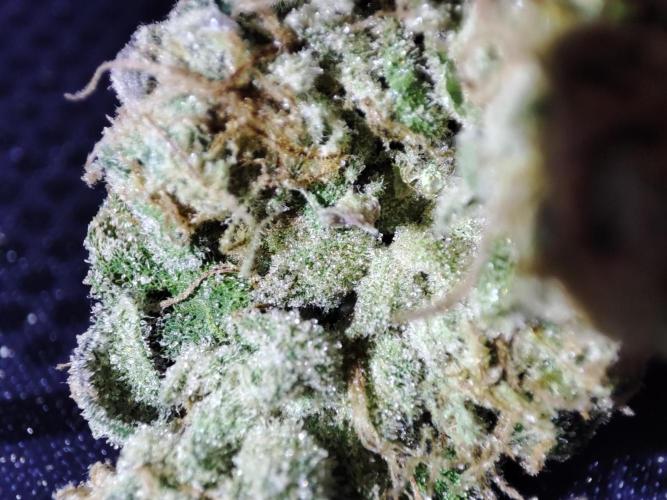 DWC - Papaya Stank. Week 17