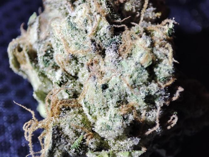 DWC - Papaya Stank. Week 17