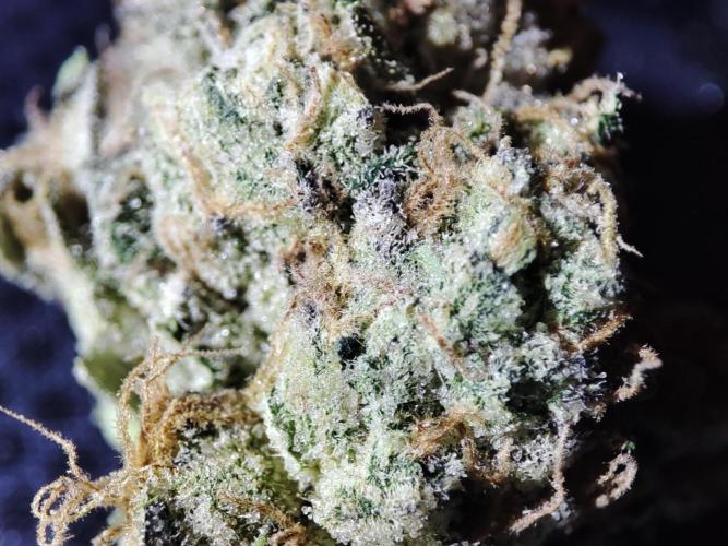 DWC - Papaya Stank. Week 17