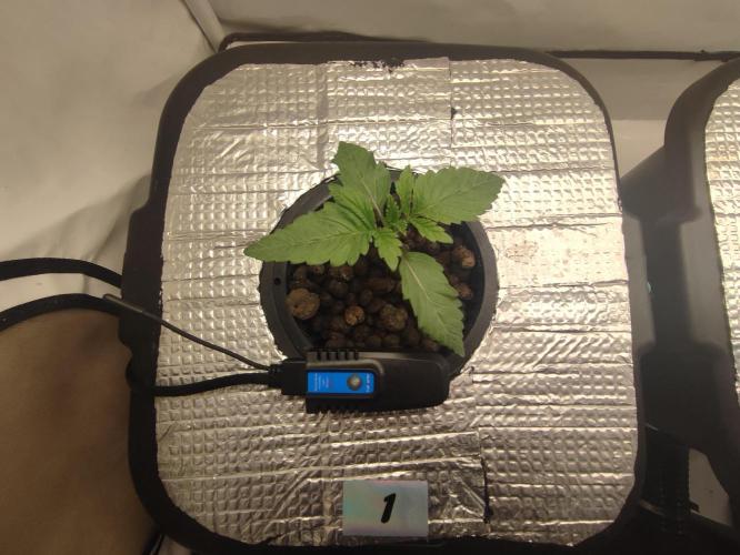 GSDS - New Money - RDWC. Week 2 - Tag 15