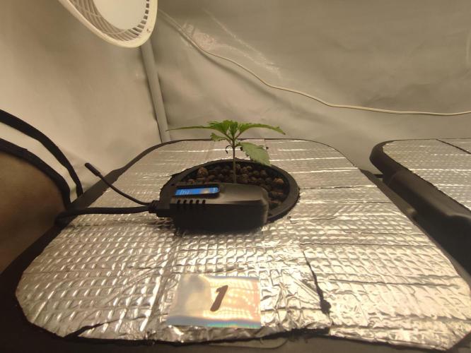 GSDS - New Money - RDWC. Week 2 - Tag 15