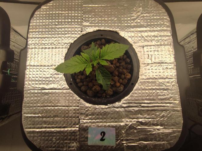 GSDS - New Money - RDWC. Week 2 - Tag 15