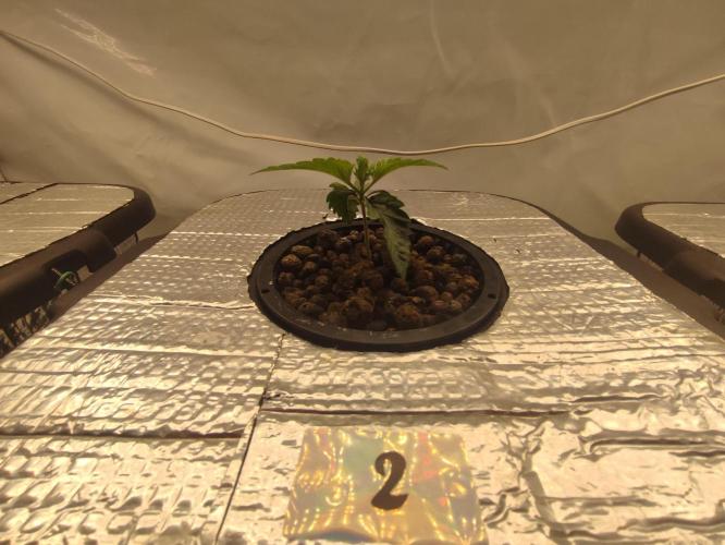 GSDS - New Money - RDWC. Week 2 - Tag 15