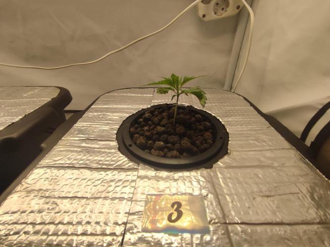 GSDS - New Money - RDWC. Week 2 - Tag 15