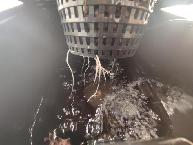 GSDS - New Money - RDWC. Week 2 - Tag 15