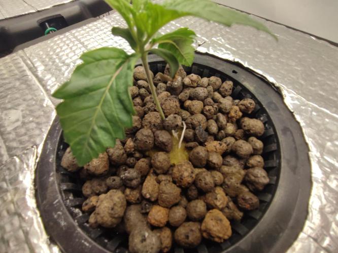 GSDS - New Money - RDWC. Week 2 - Tag 14