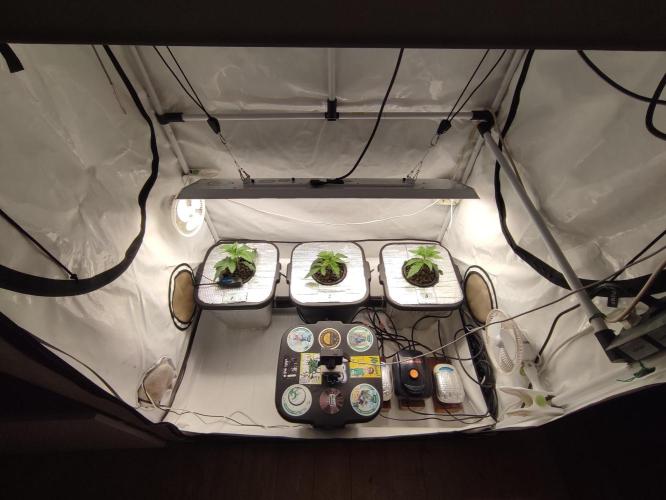 GSDS - New Money - RDWC. Week 2 - Tag 19