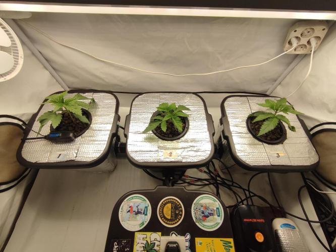 GSDS - New Money - RDWC. Week 2 - Tag 19