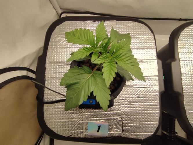 GSDS - New Money - RDWC. Week 2 - Tag 19