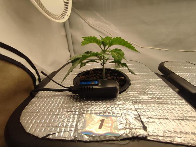 GSDS - New Money - RDWC. Week 2 - Tag 19