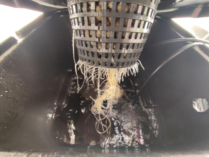 GSDS - New Money - RDWC. Week 2 - Tag 19