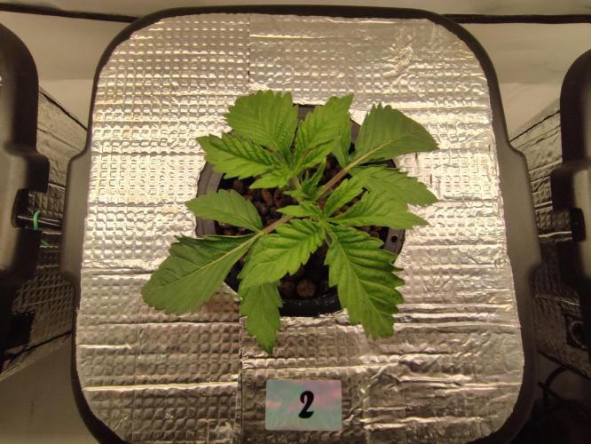 GSDS - New Money - RDWC. Week 2 - Tag 19