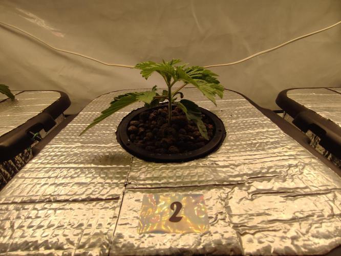 GSDS - New Money - RDWC. Week 2 - Tag 19