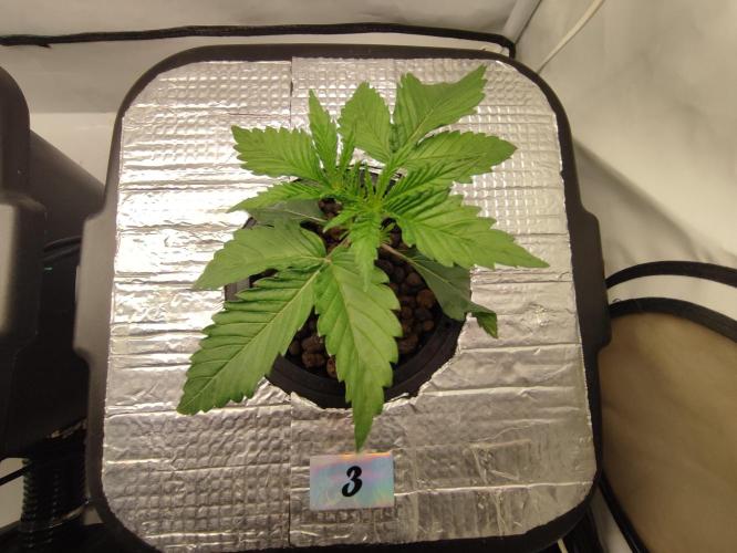 GSDS - New Money - RDWC. Week 2 - Tag 19