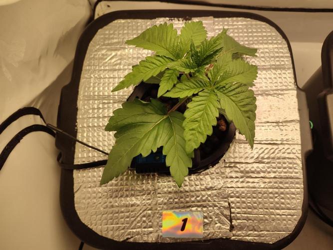 GSDS - New Money - RDWC. Week 2 - Tag 20