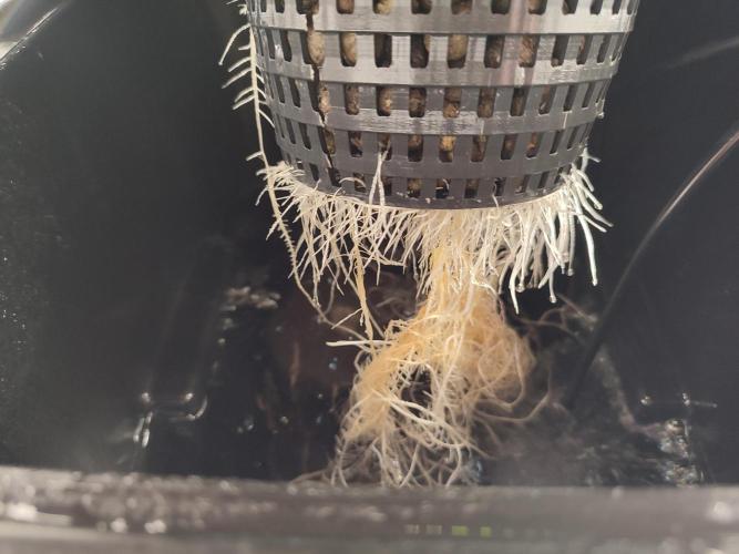 GSDS - New Money - RDWC. Week 2 - Tag 20