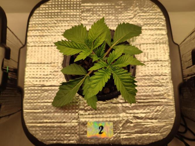 GSDS - New Money - RDWC. Week 2 - Tag 20