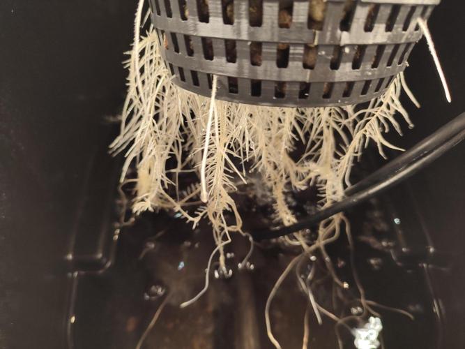 GSDS - New Money - RDWC. Week 2 - Tag 20