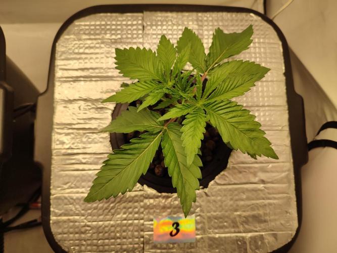 GSDS - New Money - RDWC. Week 2 - Tag 20