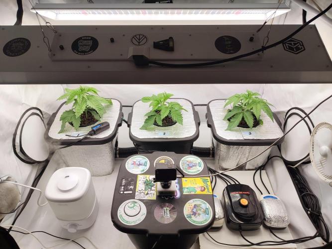 GSDS - New Money - RDWC. Week 3 - Tag 22