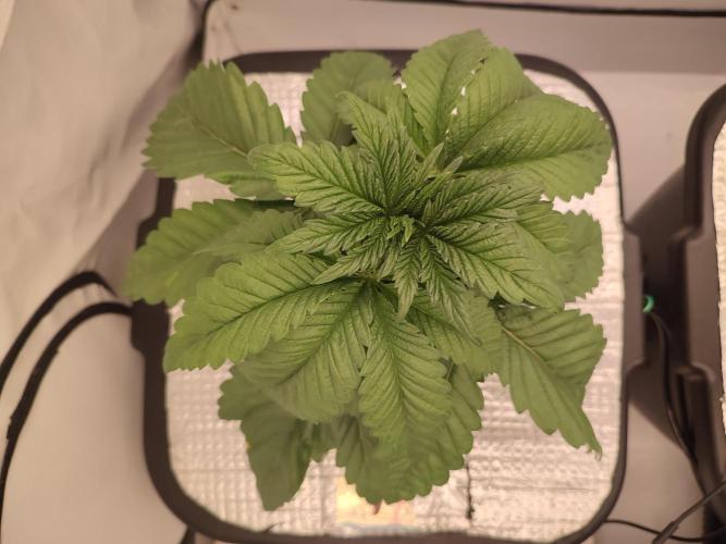 GSDS - New Money - RDWC. Week 3 - Tag 24