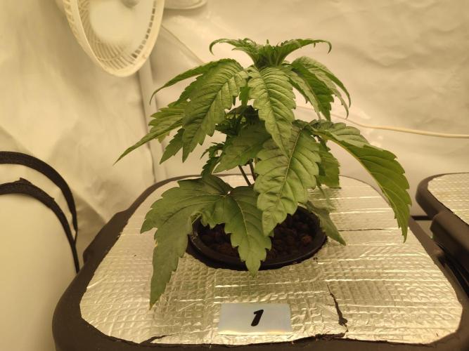 GSDS - New Money - RDWC. Week 3 - Tag 24