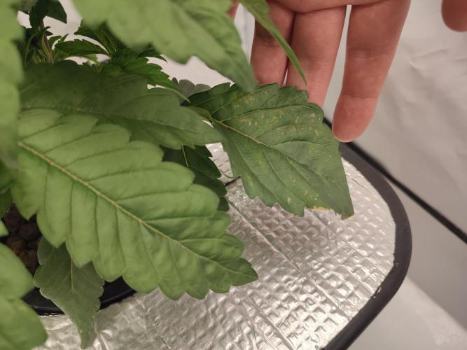 GSDS - New Money - RDWC. Week 3 - Tag 24