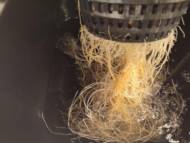 GSDS - New Money - RDWC. Week 3 - Tag 24